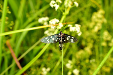 The common false variegated moth is a butterfly from the subfamily Ursidae in the family Erebidae.