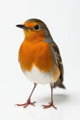 Close-up of a robin, isolated against a pure white backdrop , wild, nature, brown