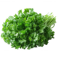 Fototapeta premium Fresh bunch of curly parsley herb with green leaves and stems a healthy ingredient for cooking and garnishing isolated on transparent background