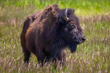 Bison in the meadow at Grand Teton