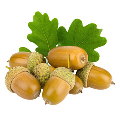 A cluster of acorns with green oak leaves on a transparent background.