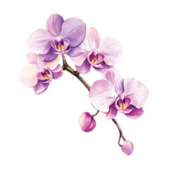 Obraz premium Watercolor Orchid Flowers Vector Illustration with Branch and Buds on Transparent Background 