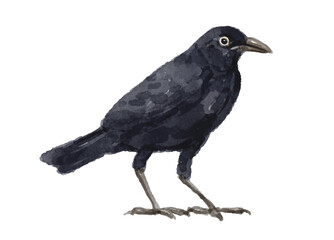 Watercolor crow isolated on white background