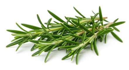 Fresh Rosemary Sprigs on White Background: Culinary Herb Detail