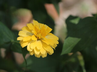 close up of zinnia flowers