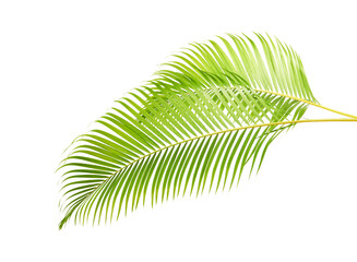 Obraz premium Yellow palm leaves, Golden cane palm, Areca palm leaves, Tropical foliage isolated on white background with clipping path