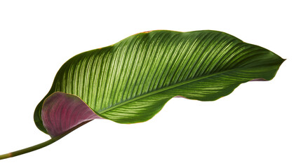Calathea ornata (Pin-stripe Calathea) leaves, Tropical foliage isolated on white background, with clipping path  © DEWINs