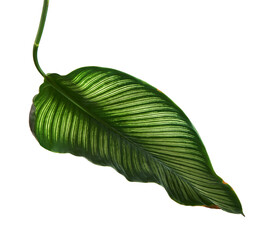 Calathea ornata (Pin-stripe Calathea) leaves, Tropical foliage isolated on white background, with clipping path  © DEWINs