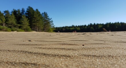 Sandy beach meeting a pine forest