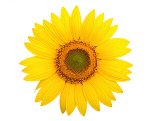 Obraz premium Single sunflower blossom with bright yellow petals isolated on a clean white background