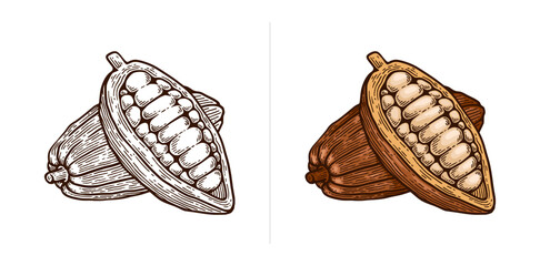 Hand Drawn Cacao. Cacao Engraving Line Art Vector Illustration