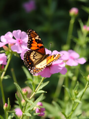 butterfly on pink phlox flower