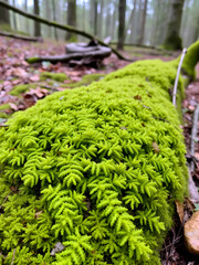 Cypress-leaved Plait-moss (Hypnum cupressiforme) in a British woodland