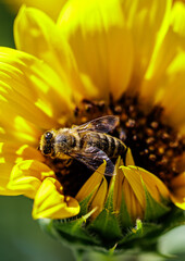 bee on yellow flower