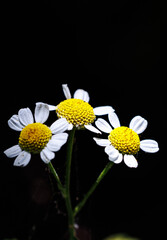 white feverfews on black