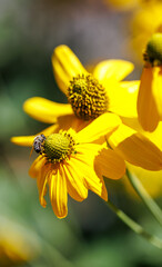 bee on yellow flower