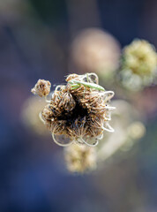 poppy seed head
