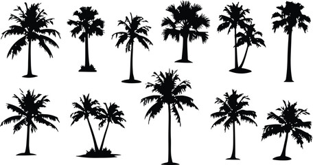 palm silhouette