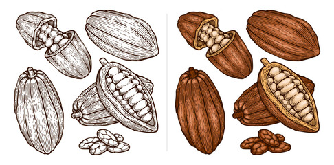 Set of Hand Drawn Cacao Illustration. Cacao Engraving Line Art Vector Collection