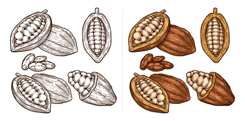Set of Hand Drawn Cacao Illustration. Cacao Engraving Line Art Vector Collection