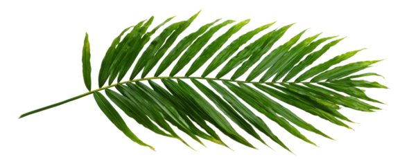 Vibrant green palm frond with delicate veins against a stark black background leaf tropical, Isolated On Png Transparent Background