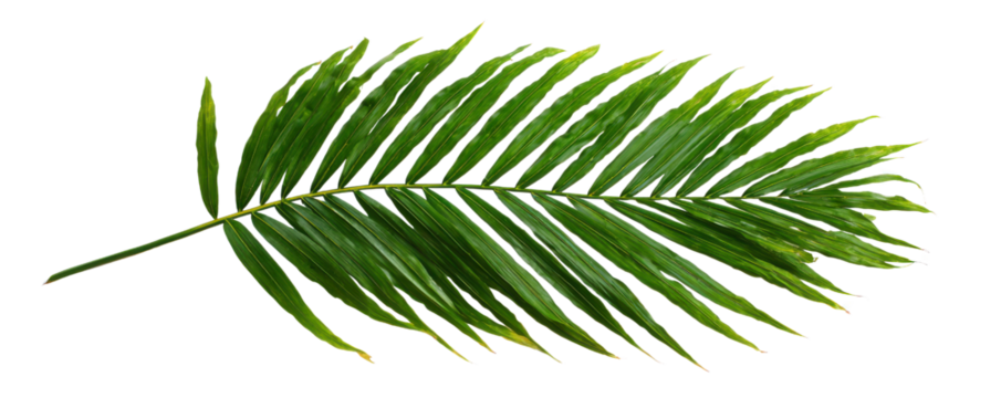 Vibrant green palm frond with delicate veins against a stark black background leaf tropical, Isolated On Png Transparent Background