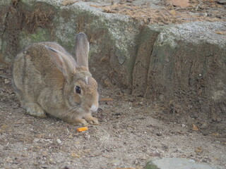 うさぎ 野生 大久野島-rabbit wild okunoshima island-