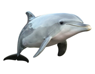 Fototapeta premium A dolphin swimming gracefully underwater, with its body in motion.