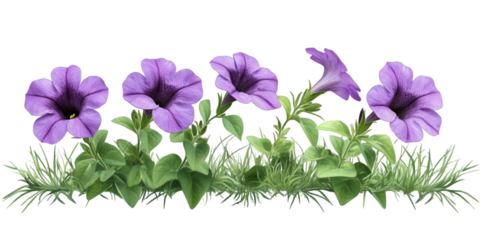 Petunia with Short Leaves and Elegant Bloom Isolated on Transparent Background