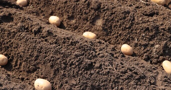 potatoes in rows during sowing in agricultural activities, we plant rows of potatoes in the field in the spring of the year during farming