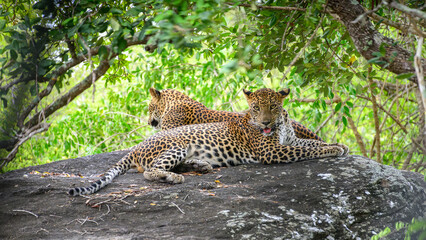 Two leopards rest on a rock at Yala National Park, Sri Lanka. One leopard stares with mits outh open, and the other looks away into the forest