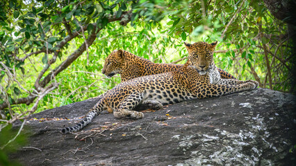 Two leopards rest on a rock at Yala National Park, Sri Lanka. One leopard stares at the camera while the other looks away into the forest