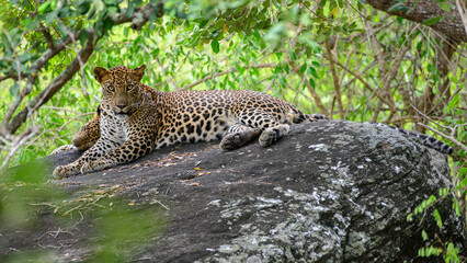 Two leopards rest on a rock at Yala National Park, Sri Lanka. One leopard stares at the camera while the other is taking a nap.