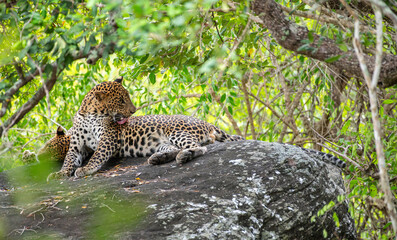 A leopard grooming on a rock while the other takes a nap beside it at Yala National Park, Sri Lanka. 