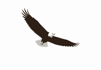 A bald eagle soars with wings spread featuring distinct white head