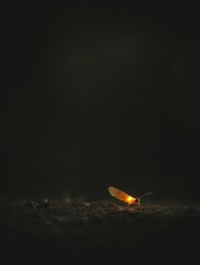 A small, glowing insect rests on a dark surface.  Soft light illuminates the creature.  Dark background