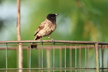 Red Vented Bulbul