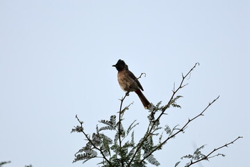 Red Vented Bulbul