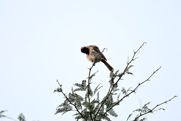Red Vented Bulbul