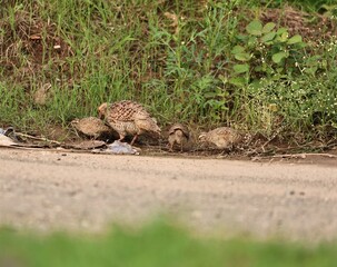 Gray Francolin family