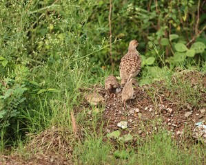 Gray Francolin family