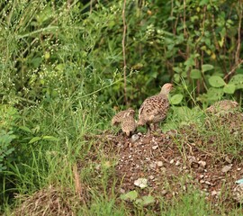 Gray Francolin family