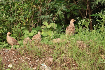 Gray Francolin family
