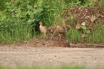 Gray Francolin family