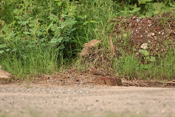 Obraz premium Gray Francolin family