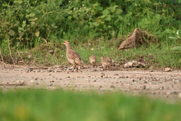 Gray Francolin family