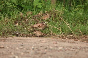 Gray Francolin family