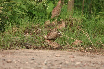 Gray Francolin family