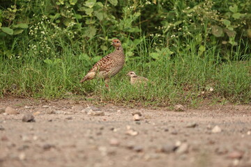 Gray Francolin family