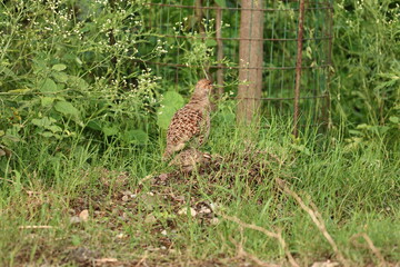 Gray Francolin family